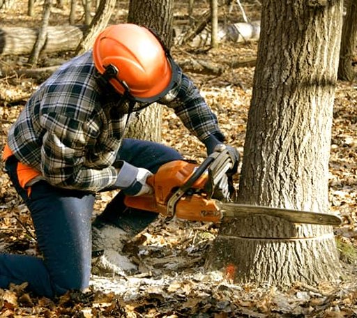 Tree Removal in Old Glory, TX